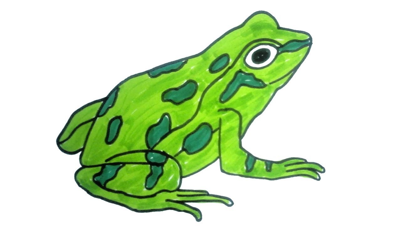 Easy Frog Drawing at GetDrawings Free download
