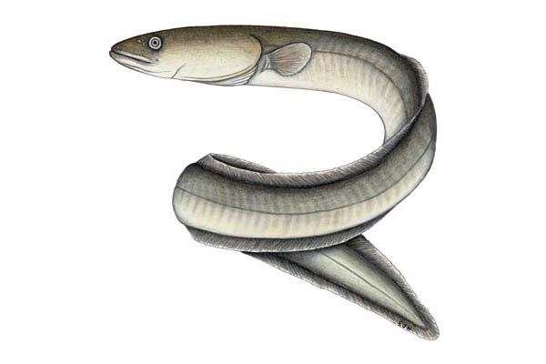 Eel Drawing at GetDrawings Free download