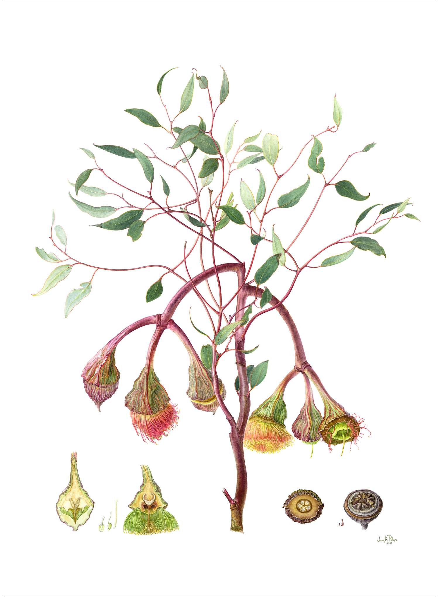 The best free Eucalyptus drawing images. Download from 133 free drawings of Eucalyptus at