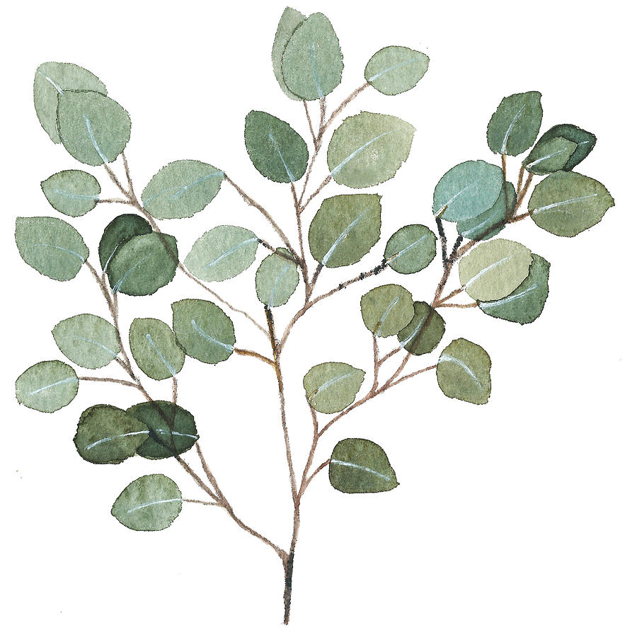 Eucalyptus Drawing at GetDrawings Free download