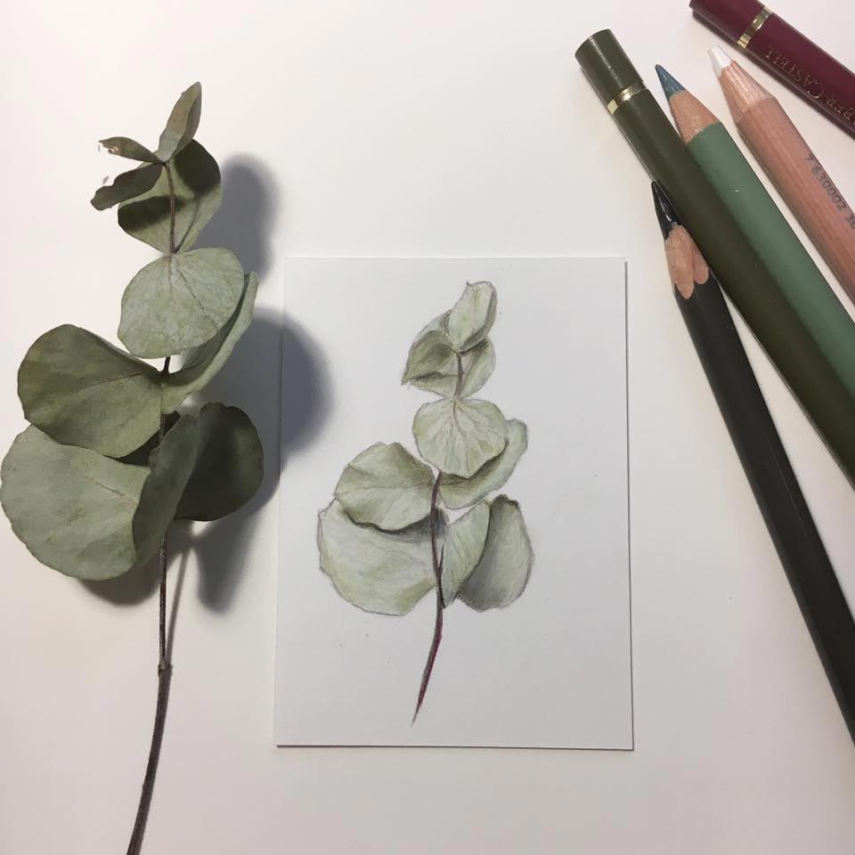 Eucalyptus Drawing at GetDrawings Free download