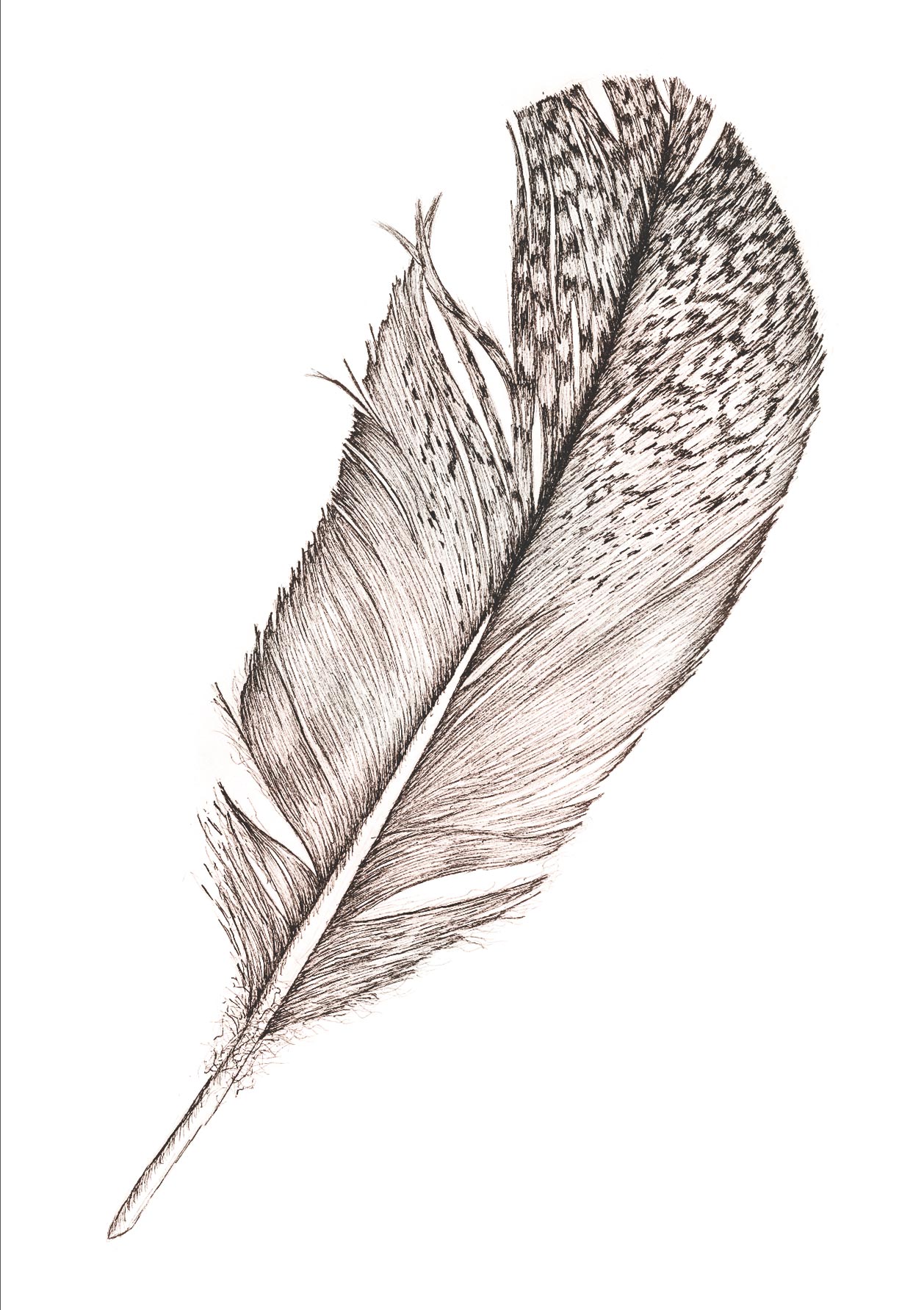 Falling Feathers Drawing at GetDrawings Free download