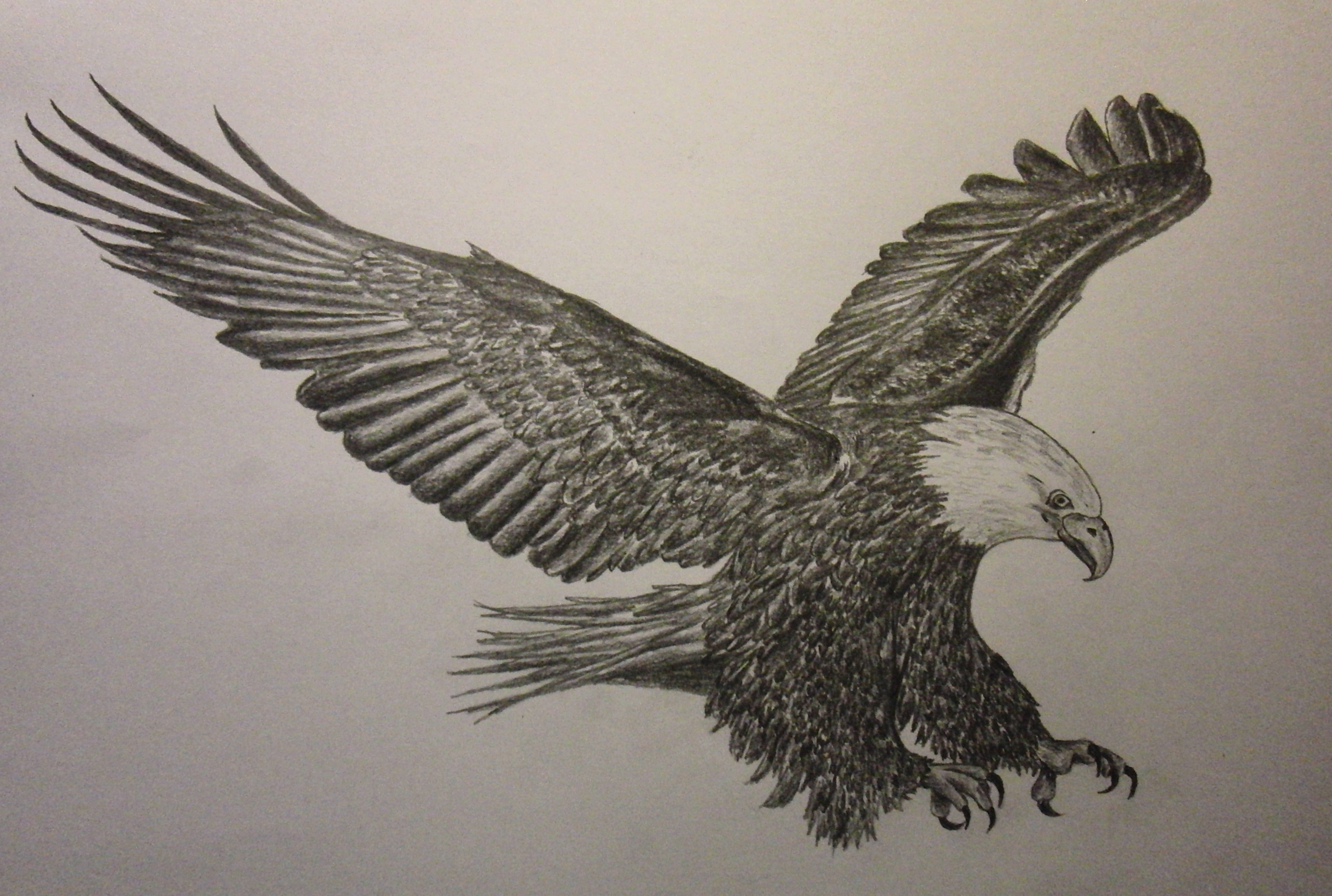 Flying Eagle Pencil Drawing at GetDrawings Free download