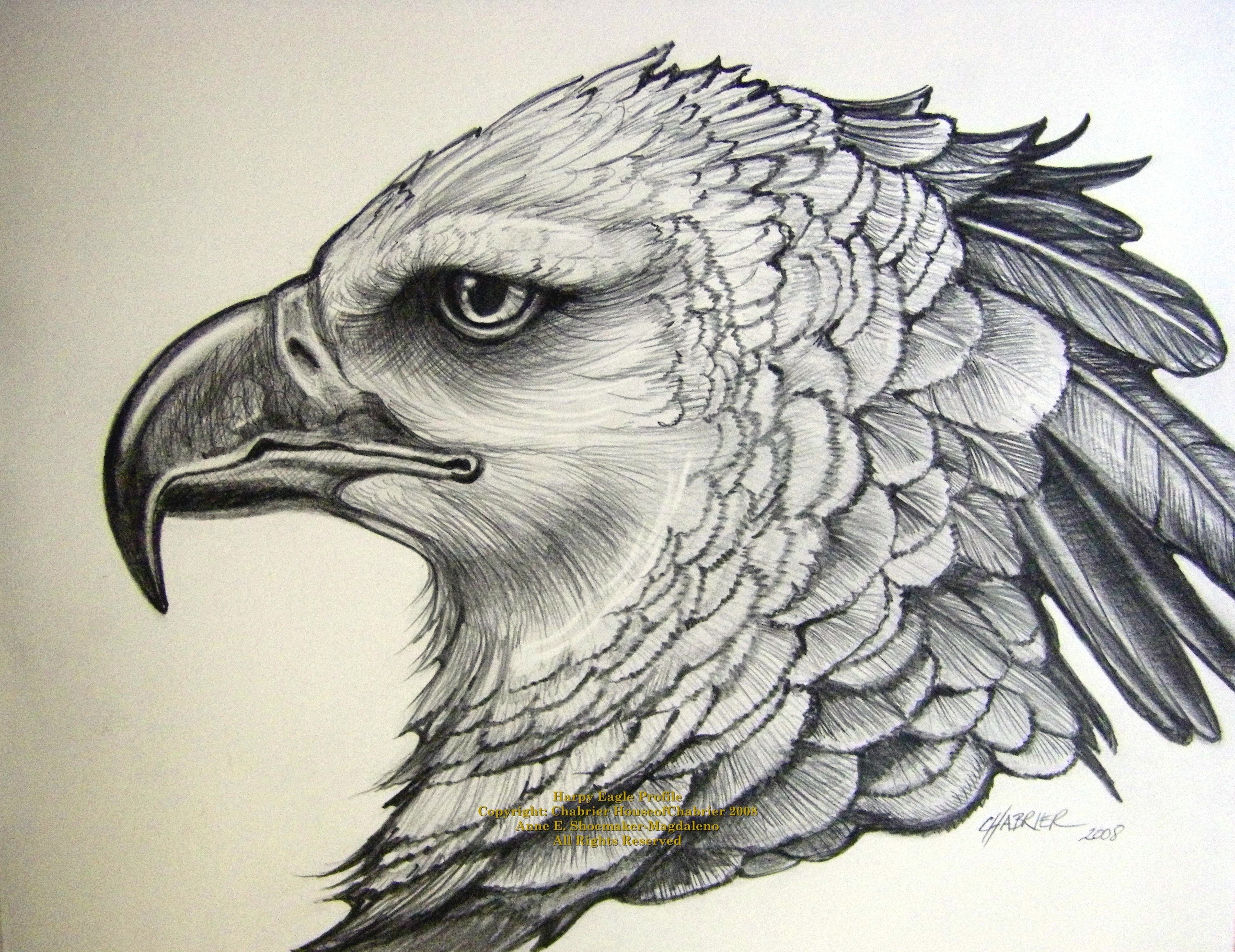 Flying Eagle Pencil Drawing at GetDrawings Free download
