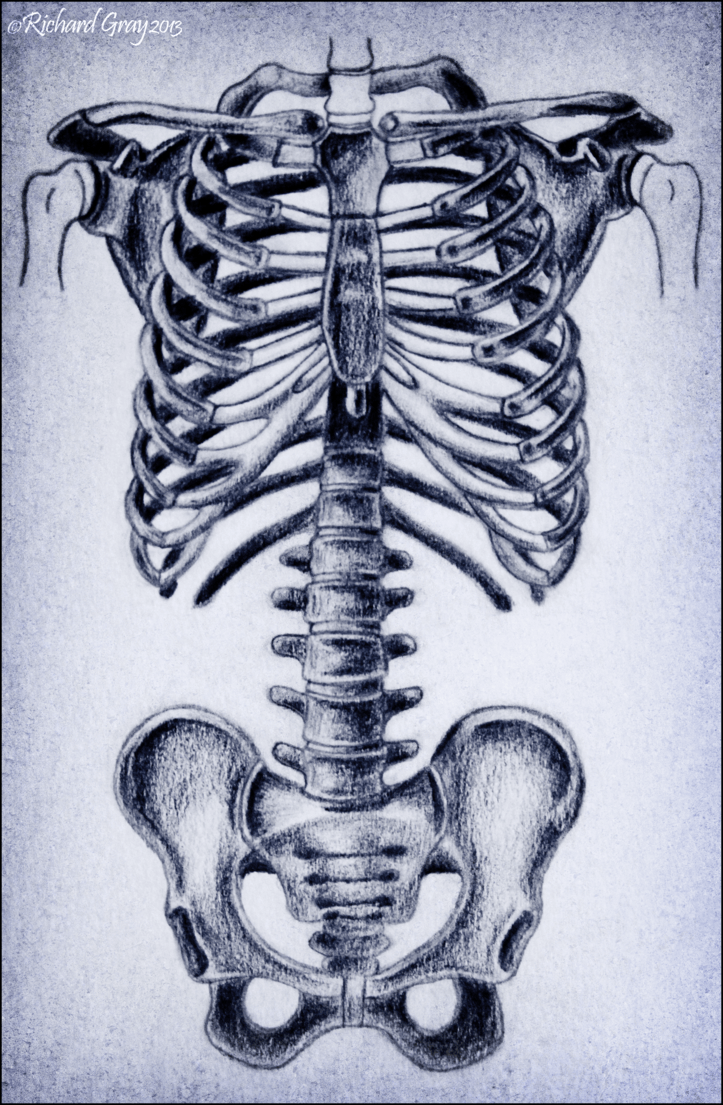 Human Rib Cage Drawing at GetDrawings Free download