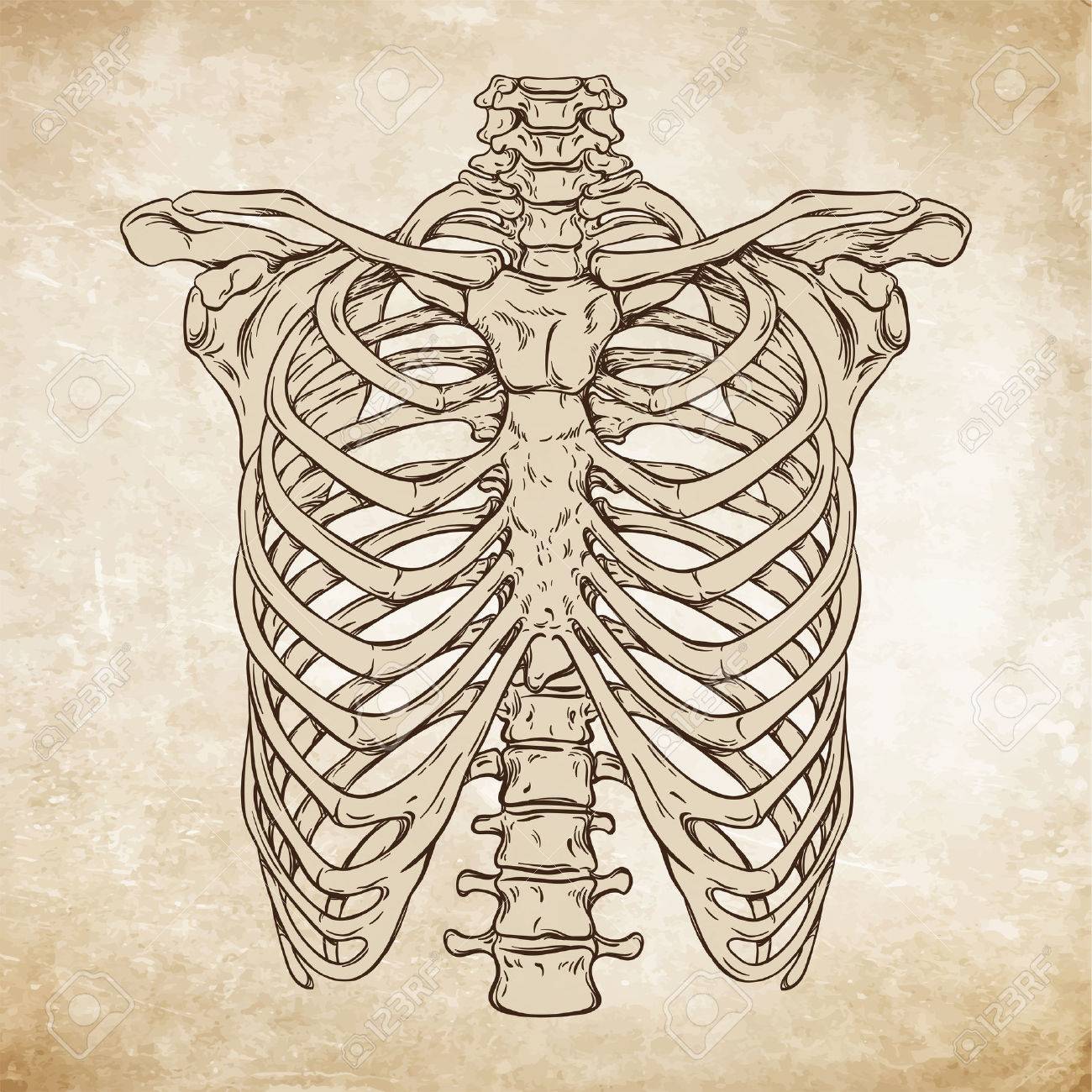 Rib Cage Drawing Human Ribs Drawing at GetDrawings Free download / Hb, 2b, 4b, 6b graphite