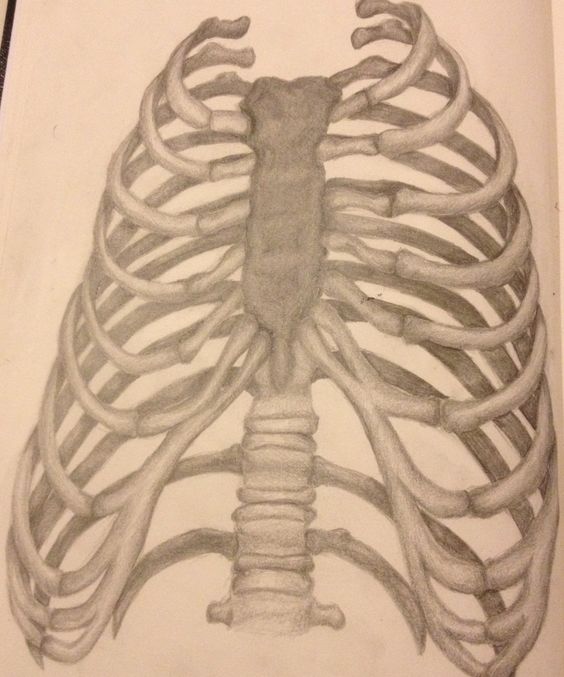 Human Ribs Drawing at GetDrawings Free download