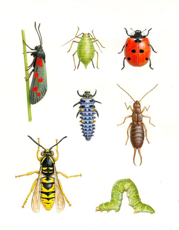 Insect Drawing at GetDrawings Free download