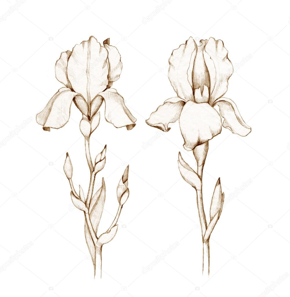 Iris Drawing at GetDrawings Free download