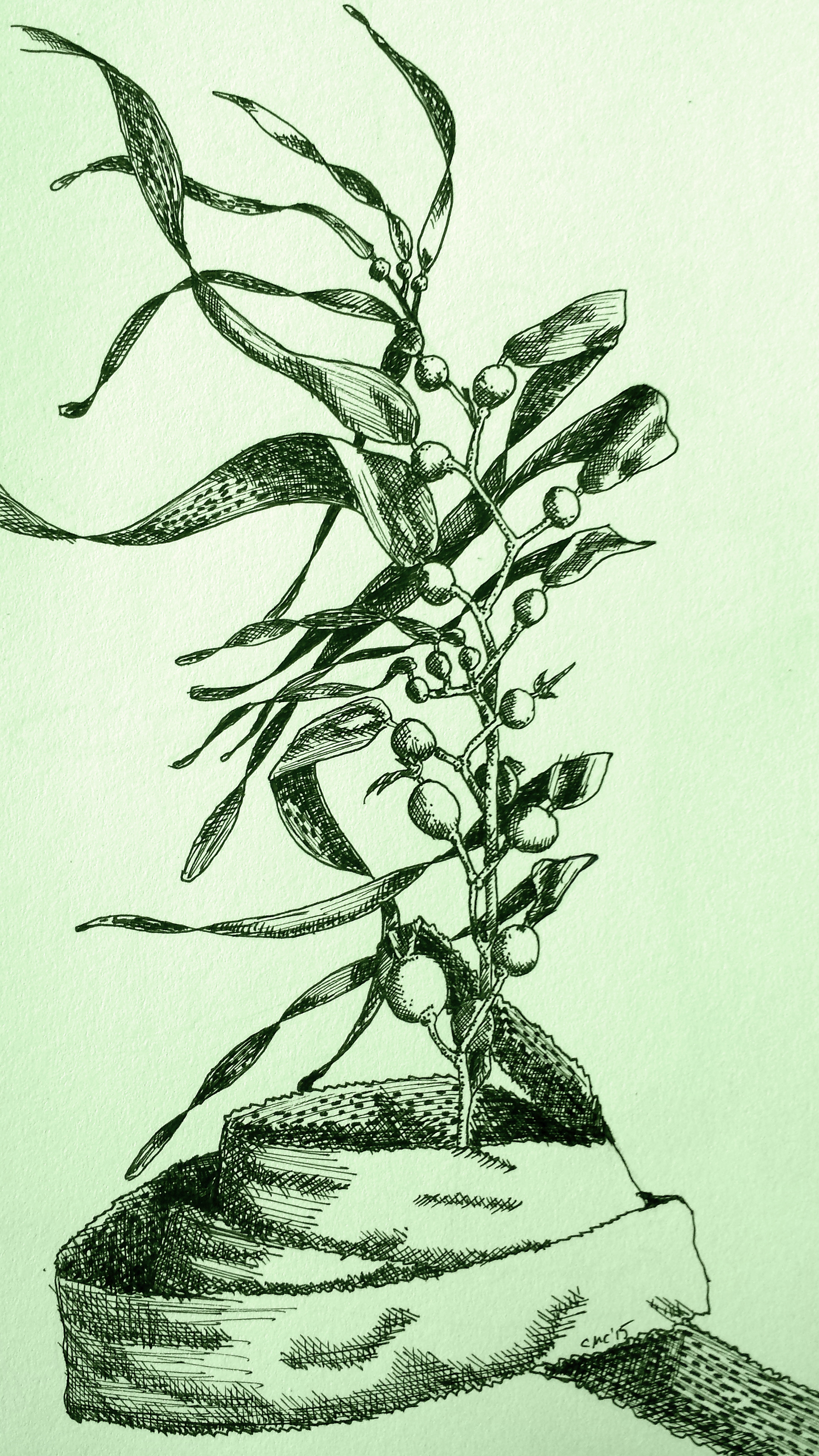 Kelp Drawing at GetDrawings Free download