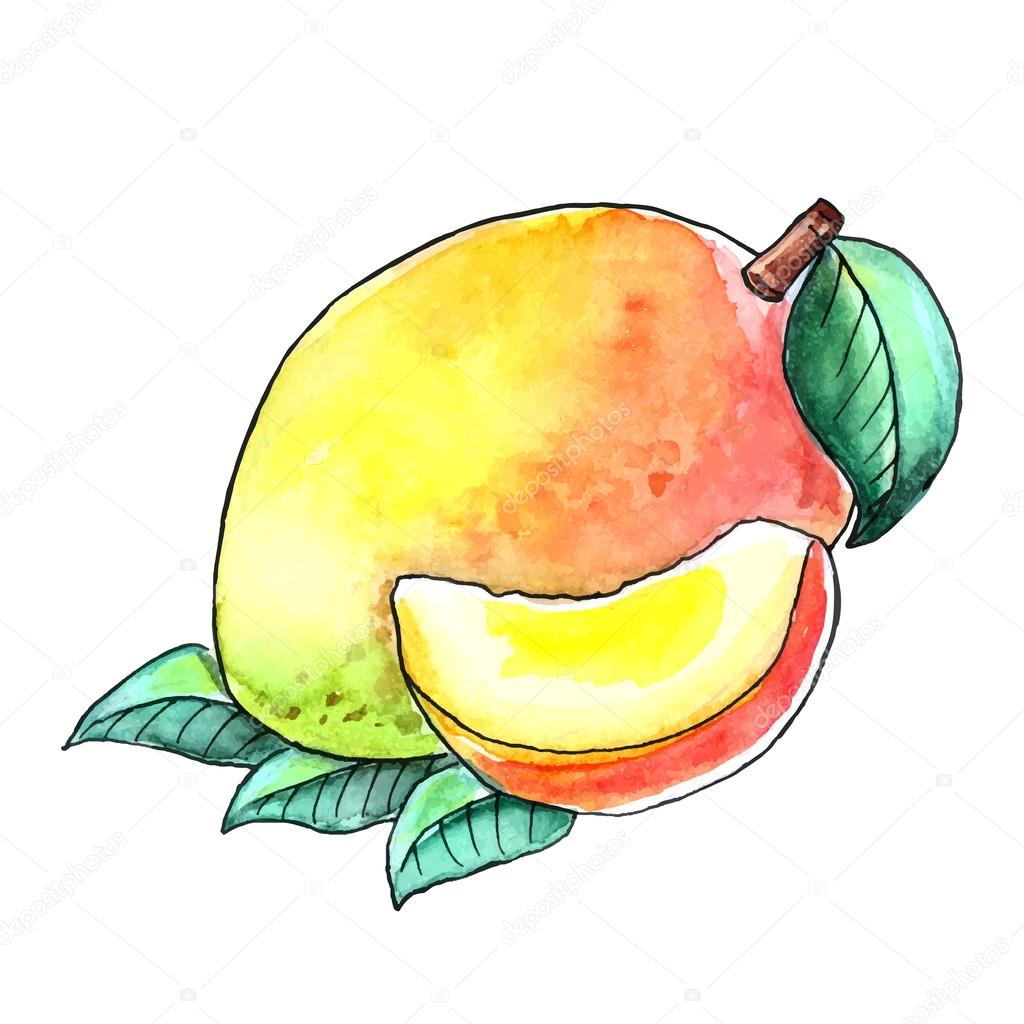 Mango Image For Drawing at GetDrawings Free download