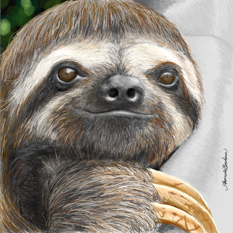 Sloth Face Drawing at GetDrawings Free download