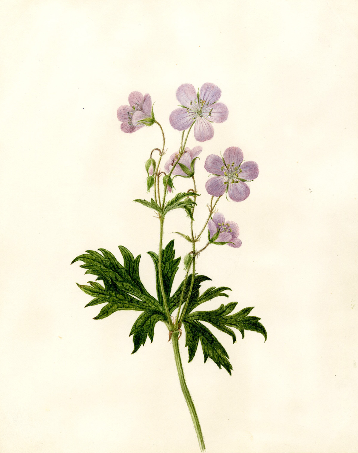 Small Flowers Drawing at GetDrawings Free download