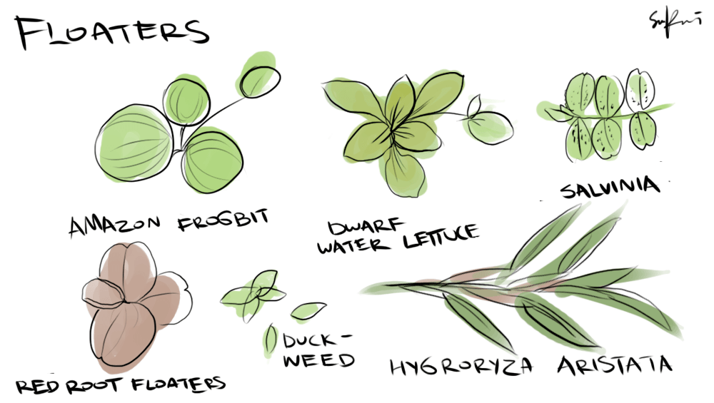 Underwater Plants Drawing at GetDrawings Free download