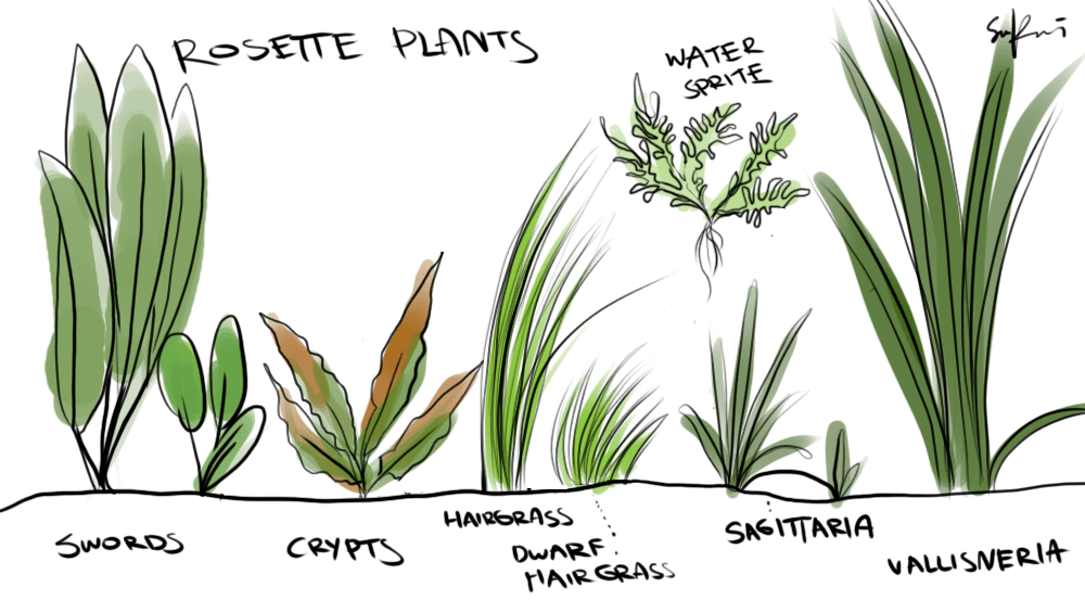 Underwater Plants Drawing at GetDrawings Free download