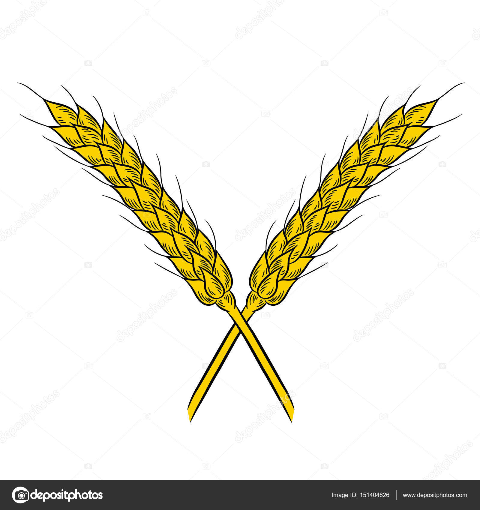 Wheat Drawing at GetDrawings Free download