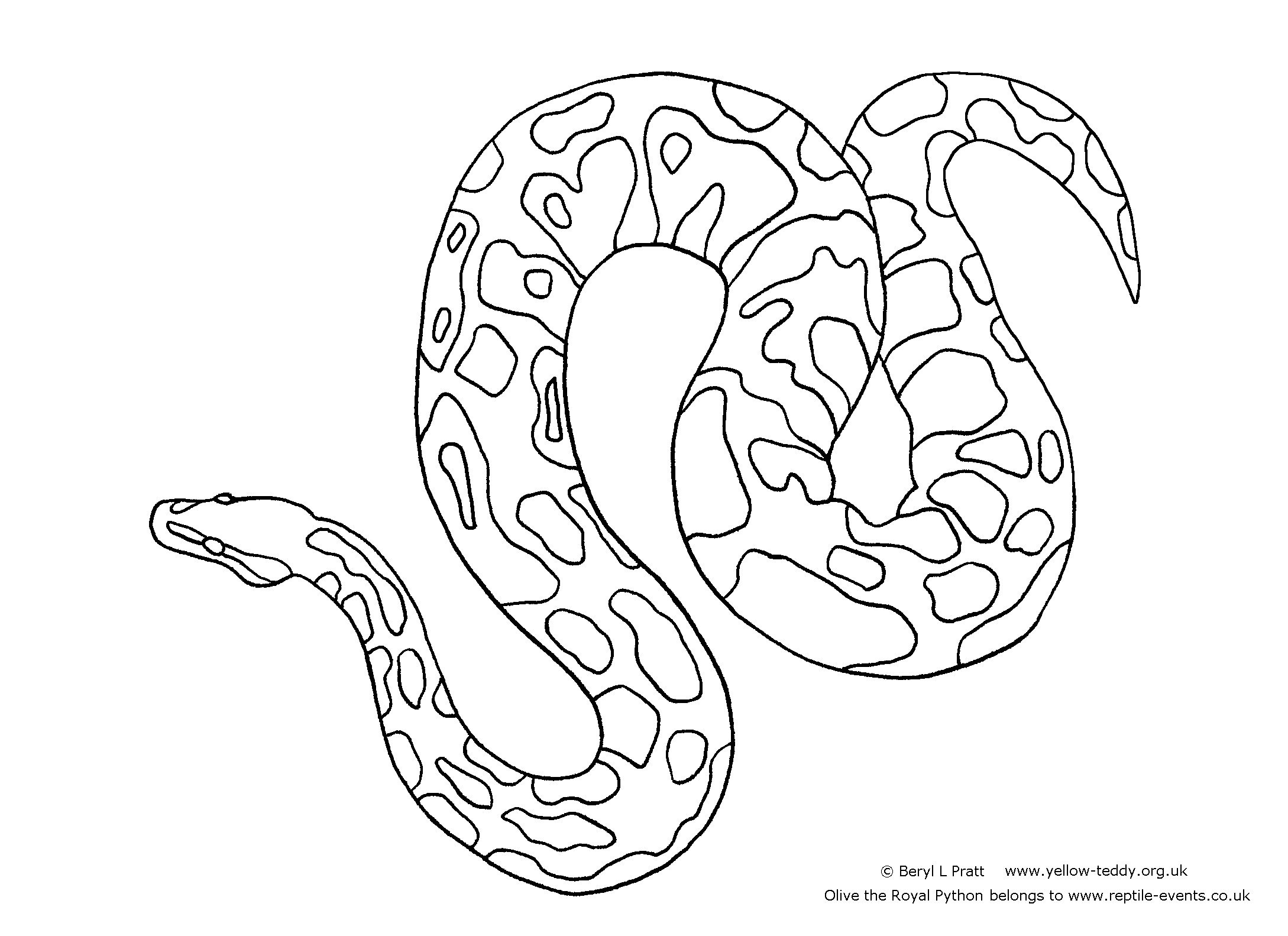Ball Python Drawing at GetDrawings Free download