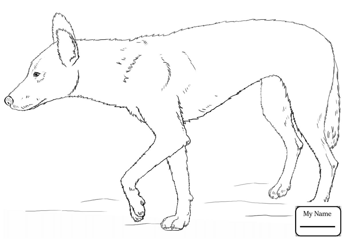 Dingo Drawing at GetDrawings Free download