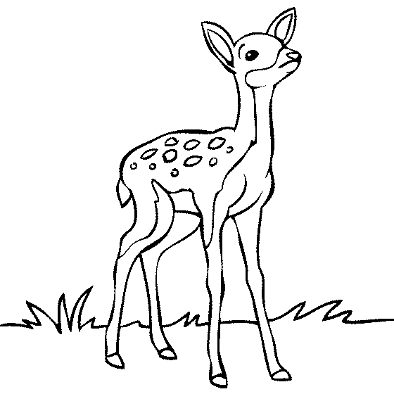 Fawn Drawing at GetDrawings Free download