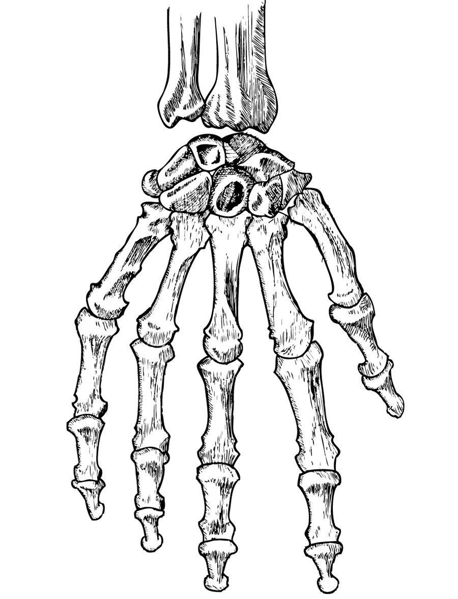 The best free Skeletal drawing images. Download from 260 free drawings of Skeletal at GetDrawings
