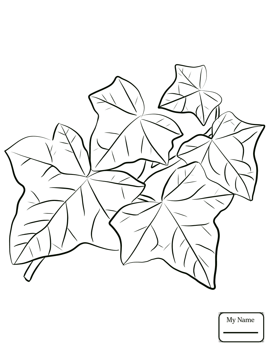 Ivy Leaf Drawing at GetDrawings Free download