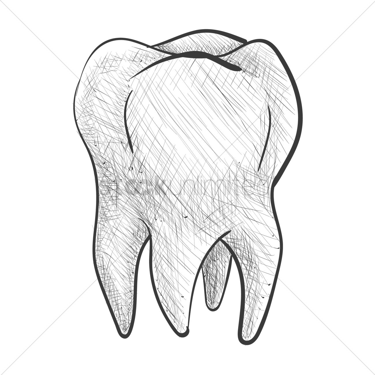 Tooth Drawing at GetDrawings Free download