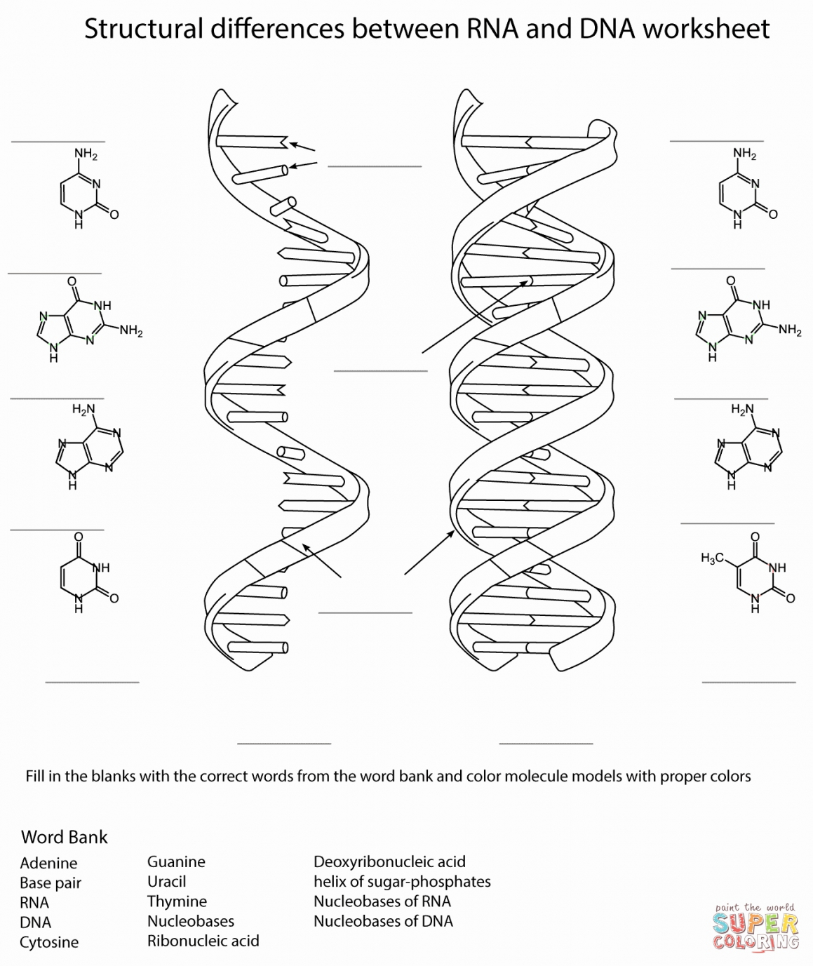 Dna Replication Drawing at GetDrawings Free download