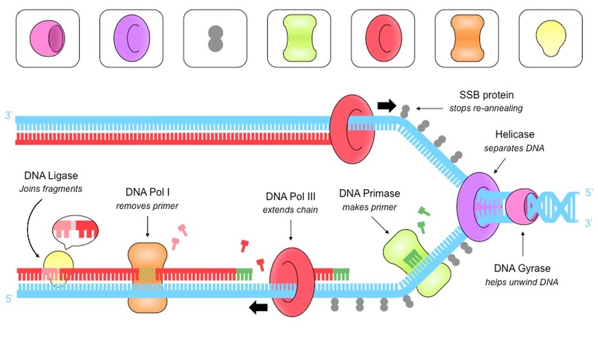 Dna Replication Drawing at GetDrawings Free download