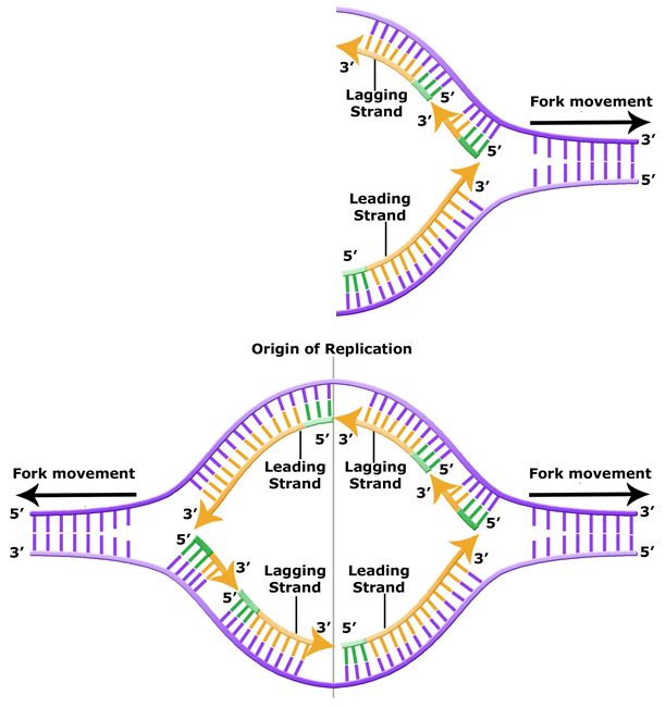 Dna Replication Drawing at GetDrawings Free download