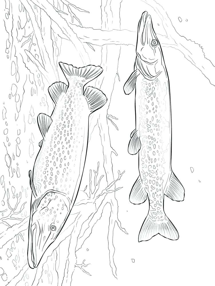 Pike Drawing at GetDrawings Free download