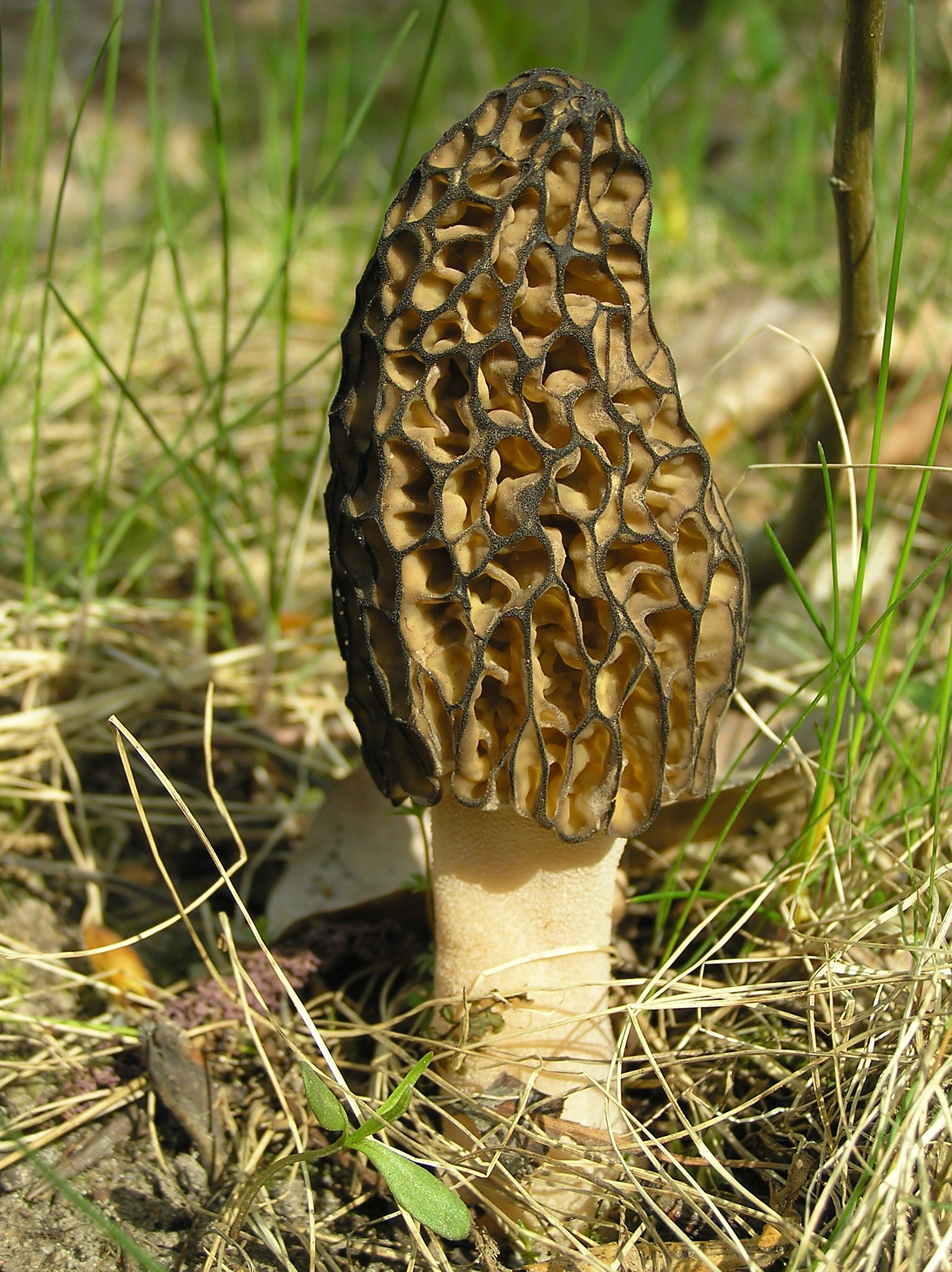 Morel Mushroom Wallpaper (52+ images)