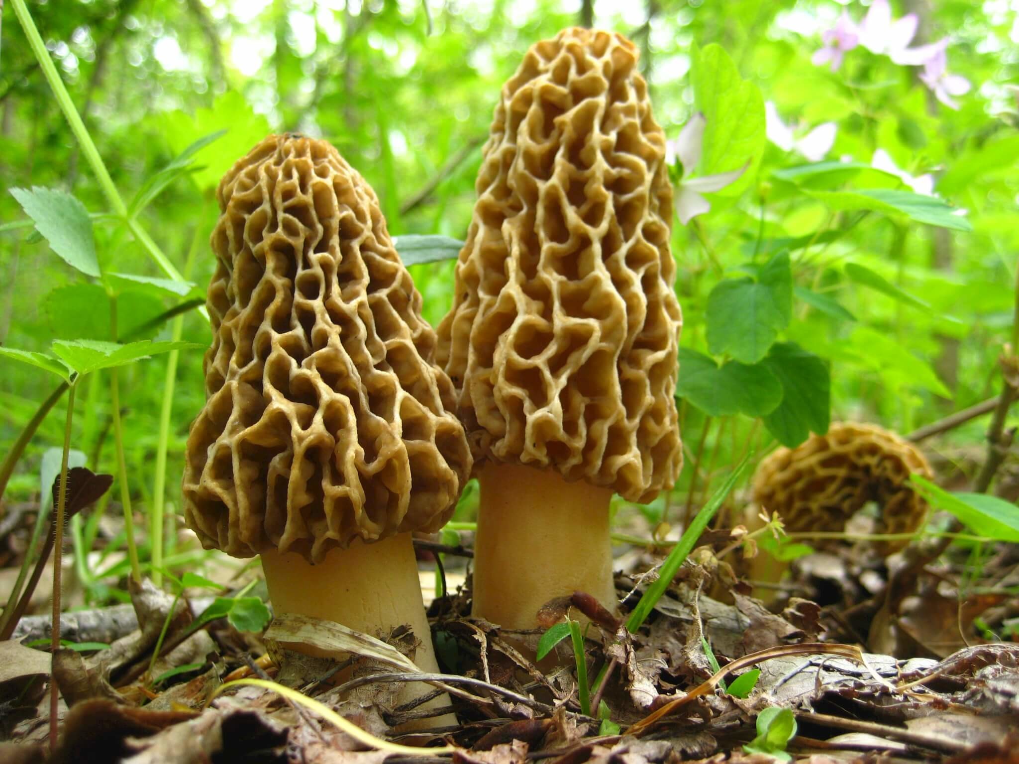Morel Mushroom Wallpaper (52+ images)