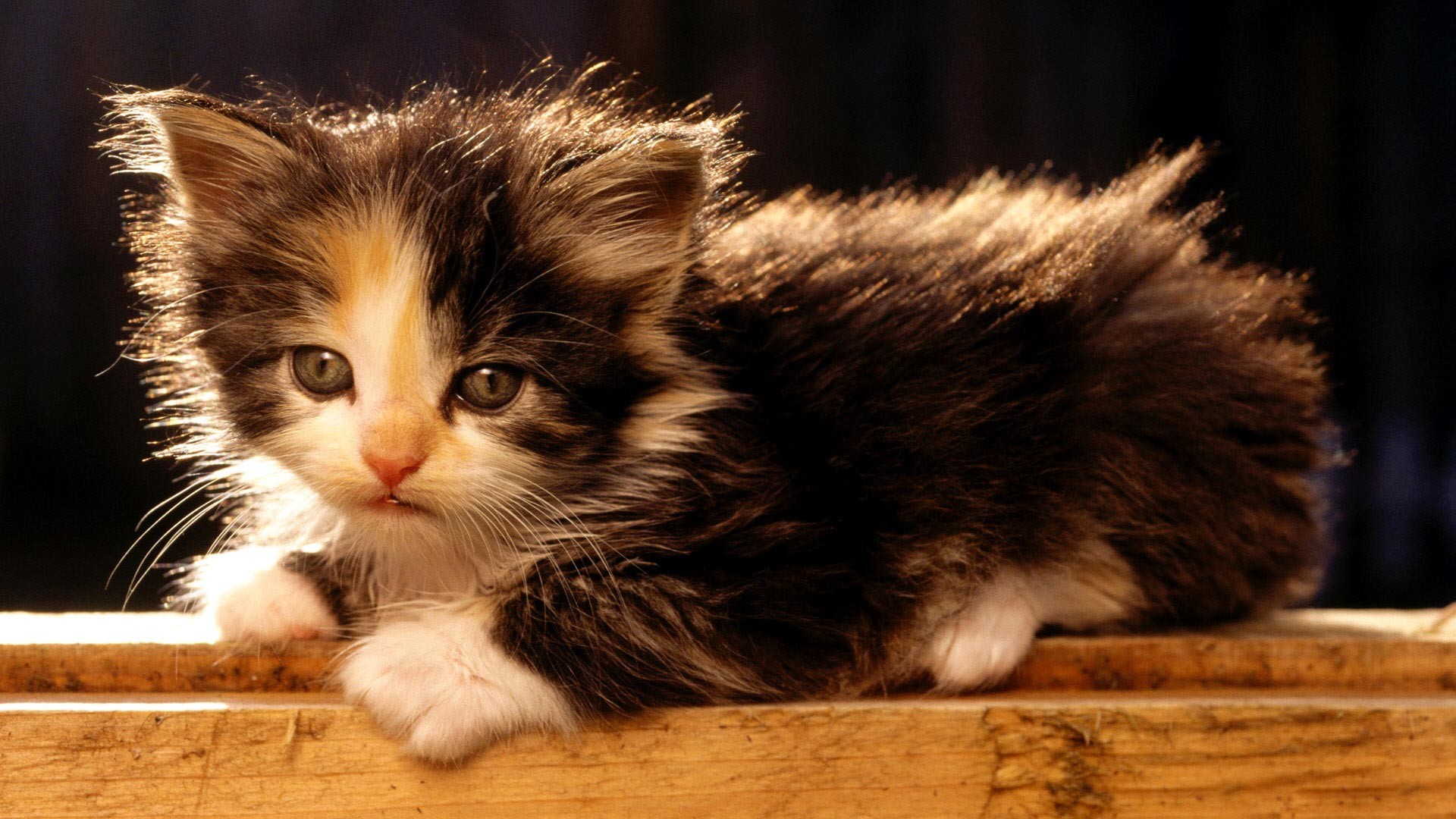 Baby Kitten Wallpapers (59+ images)