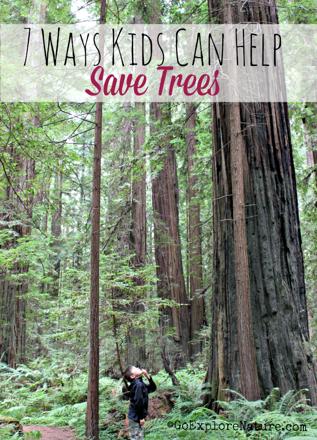 Trees provide us with oxygen and ensure that the Earth’s