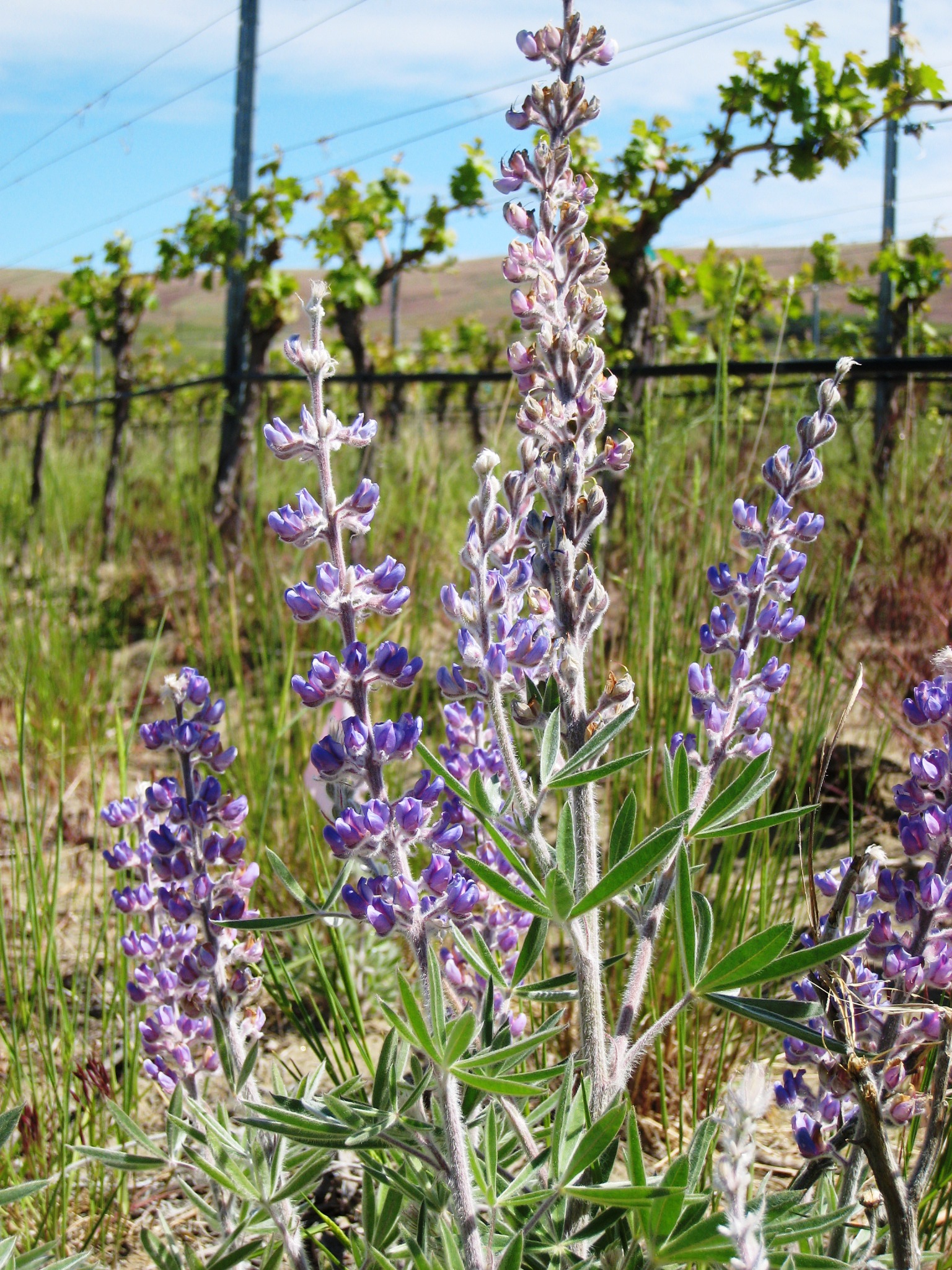 WSU researcher talk on native plants, insects in