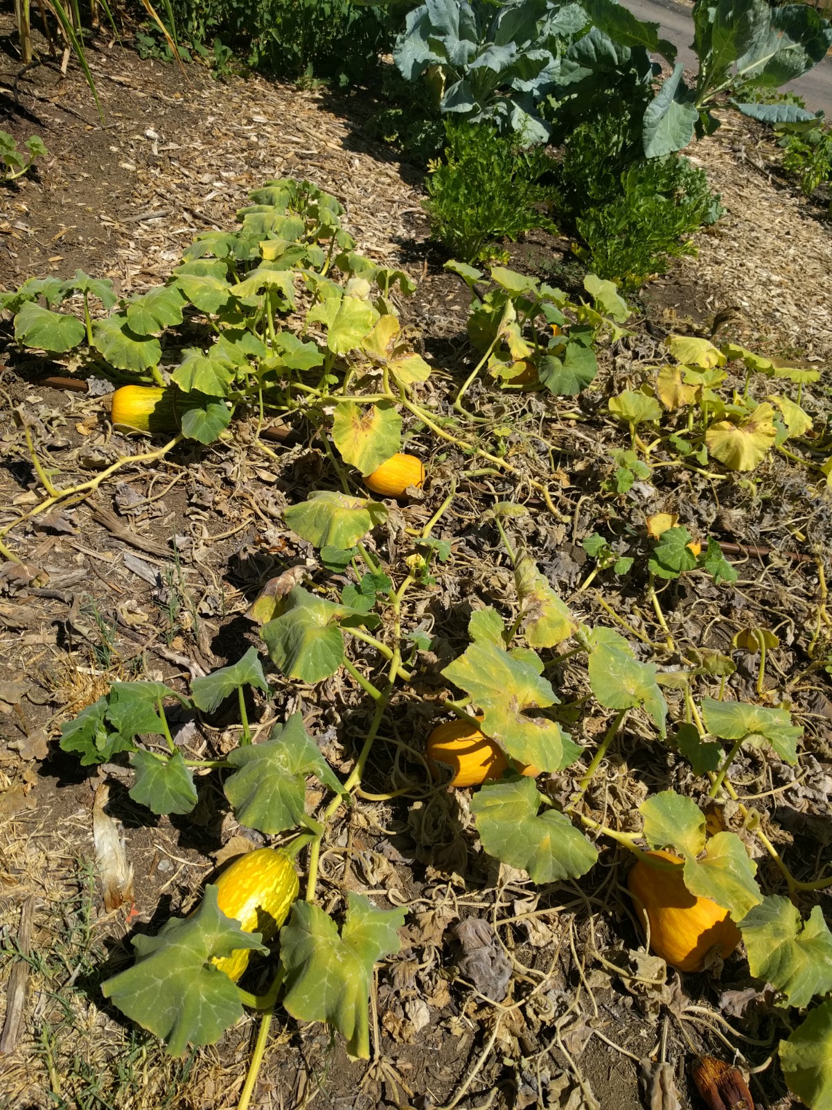 What to do in a Southern California garden in August