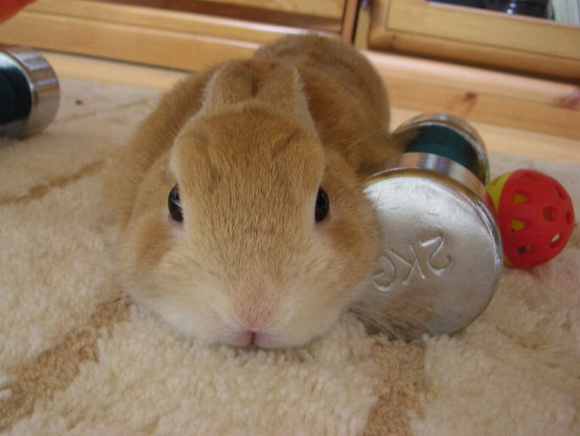 if only dumbbells really were this cute. Cute, Cavities