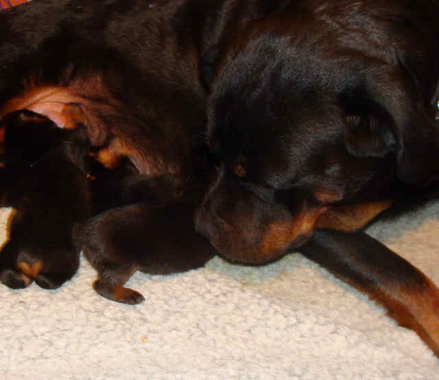 Canine Parvovirus Guardian Rottweilers
