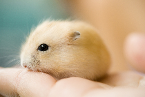 hamstertalk