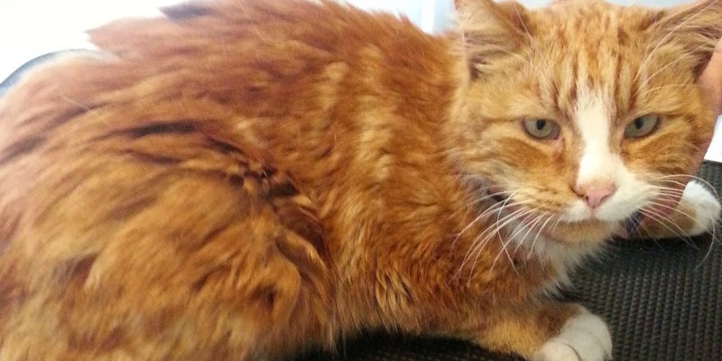 Mats Cat Grooming Issues 'Hare Of The Cat'