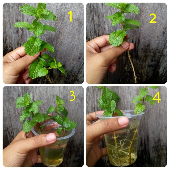 Cara Menanam Daun Mint Hidroponik Cara Menanam