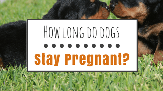 How Long Do Dogs Stay Pregnant? HerePup!