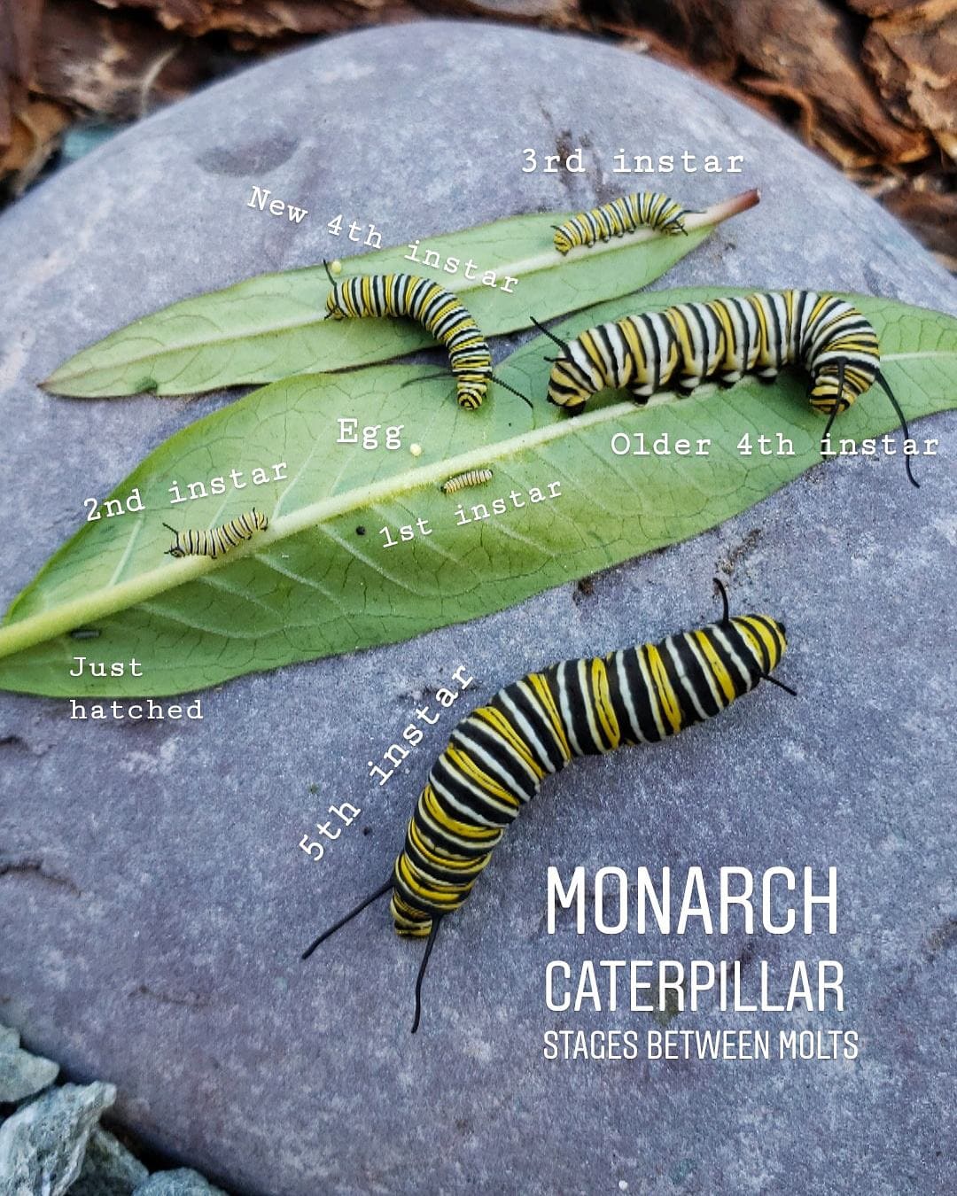All 5 Instar stages of a monarch caterpillars together, on a purple-colored rock with a few milkweed leaves, plus a teeny egg.