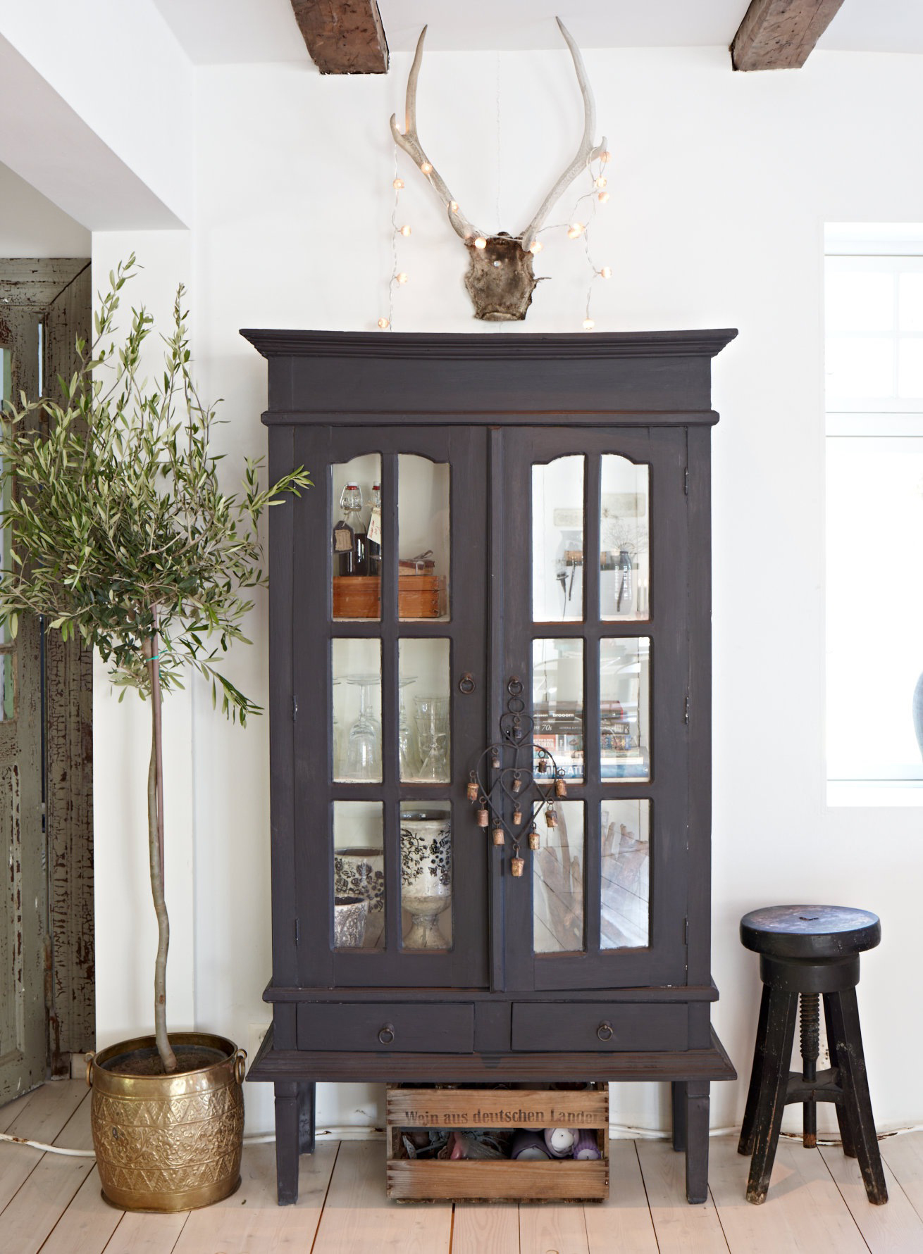 Indoor Olive Trees Honestly WTF