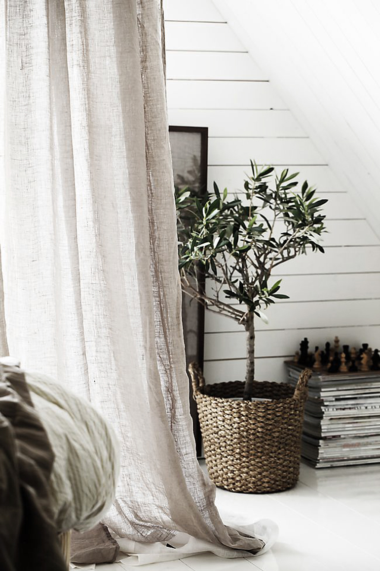 Indoor Olive Trees Honestly WTF