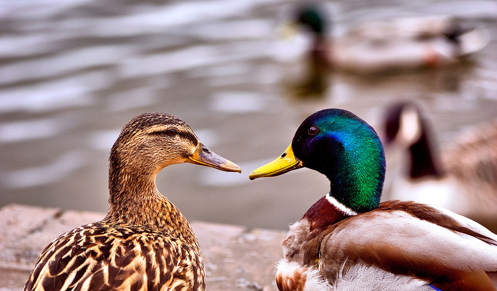 How long do ducks live