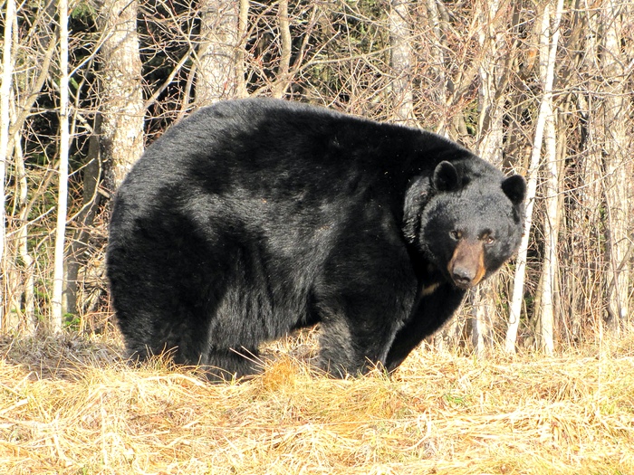 Black Bear Baribal