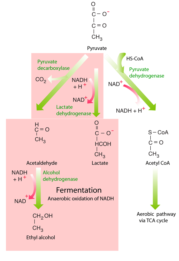 Word Equation For Anaerobic Respiration In Human Muscle
