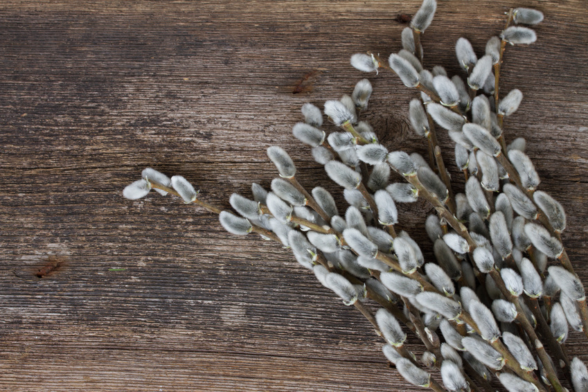 How to Preserve Pussy Willow Branches eBay