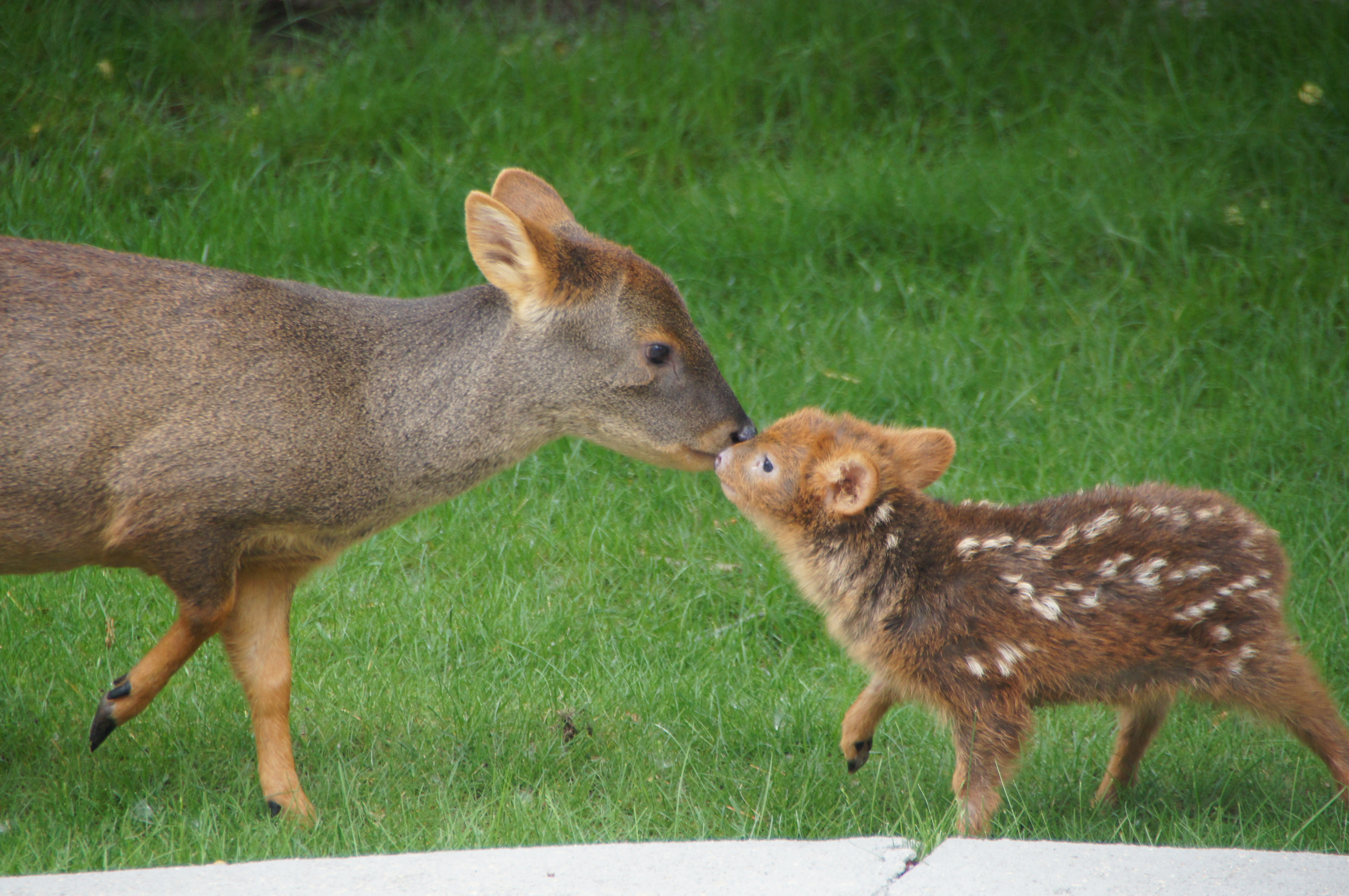 The Only Thing More Adorable Than A Baby Deer Is A Miniature Baby Deer HuffPost